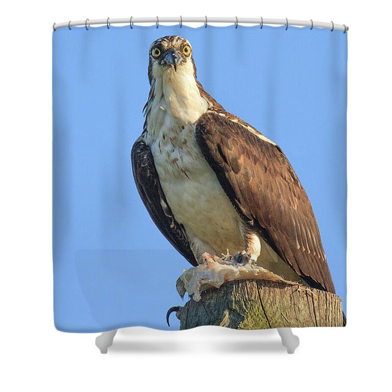 Atlantic Shower Curtain featuring the photograph Eyeball to Eyeball by Allan Levin