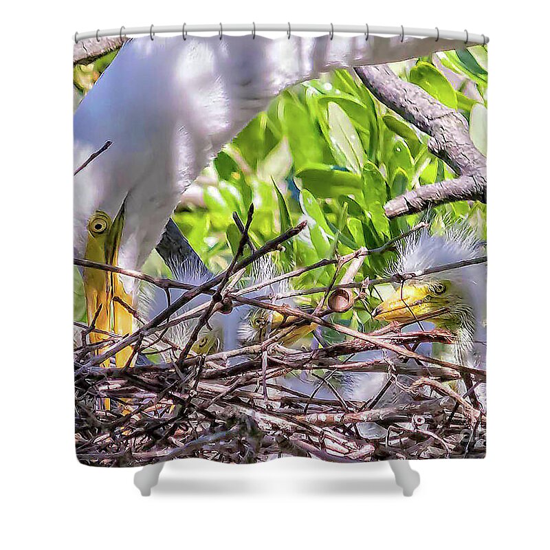 Egrets Shower Curtain featuring the photograph Eyes by DB Hayes