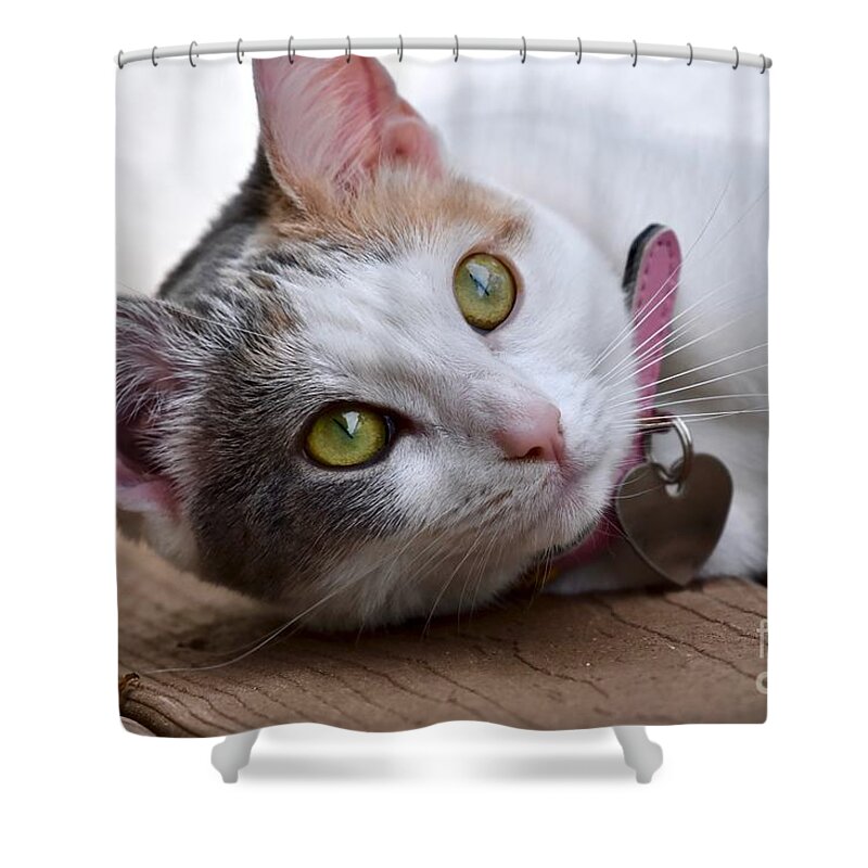 Cat Shower Curtain featuring the photograph Eyes on the prize by JL Images