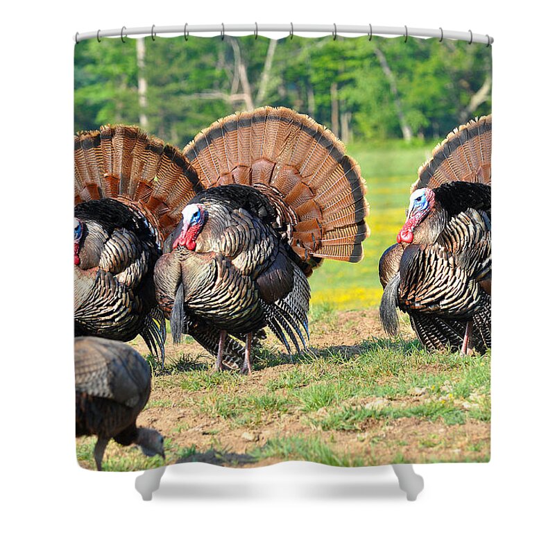 Wild Turkey Shower Curtain featuring the photograph Eyes On The Prize by Todd Hostetter