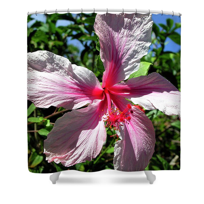 Pink Hibiscus Shower Curtain featuring the photograph F17 Pink Hibiscus by Donald K Hall