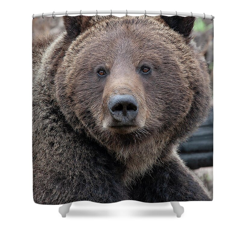 Grizzly Shower Curtain featuring the photograph Face of the Grizzly by Mark Miller
