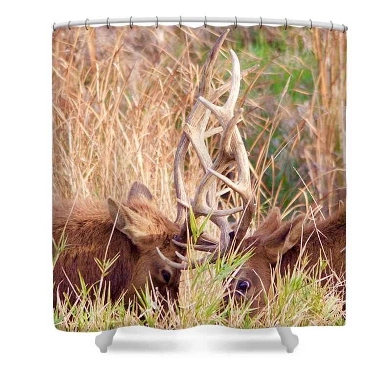 Elk Shower Curtain featuring the photograph Face Off by Todd Kreuter