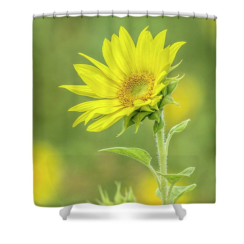 Sunflower Shower Curtain featuring the photograph Facing the Sun by Richard Macquade