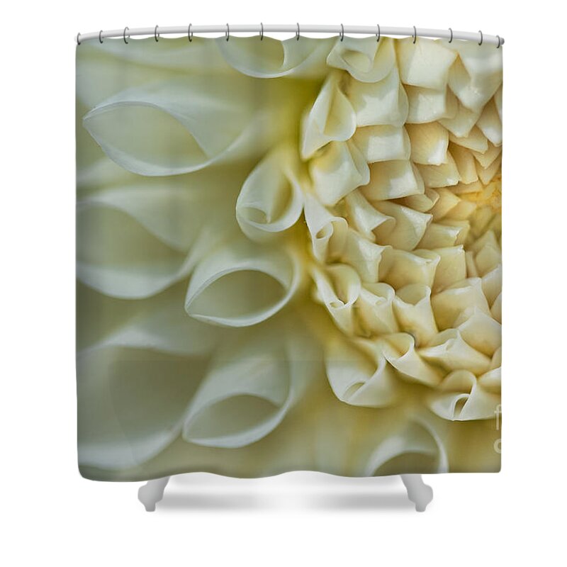 Dahlias Shower Curtain featuring the photograph Fade to Blue by Marilyn Cornwell