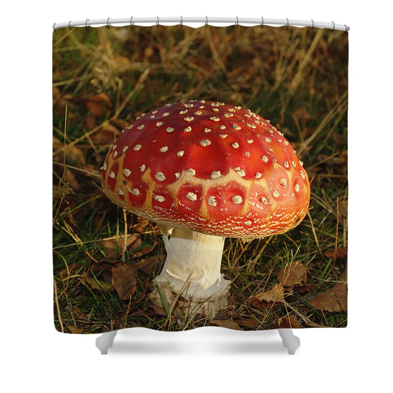 Fairy Tale Shower Curtain featuring the photograph Fairy Tale Mushroom by Adrian Wale
