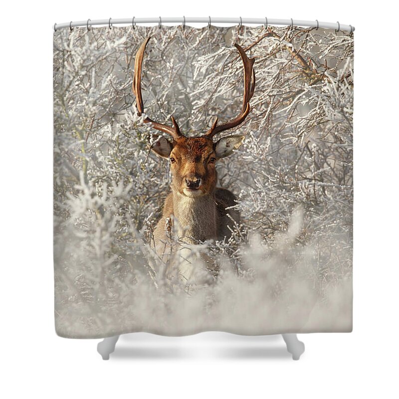 Fallow Deer Shower Curtains