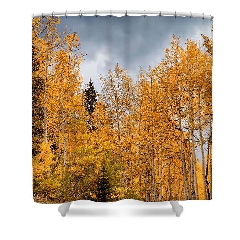 Trees Shower Curtain featuring the photograph Fall Aspen Color by Juli Ellen