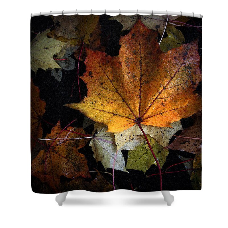 Fall Shower Curtain featuring the photograph Fall Color Series II by Joanne Coyle