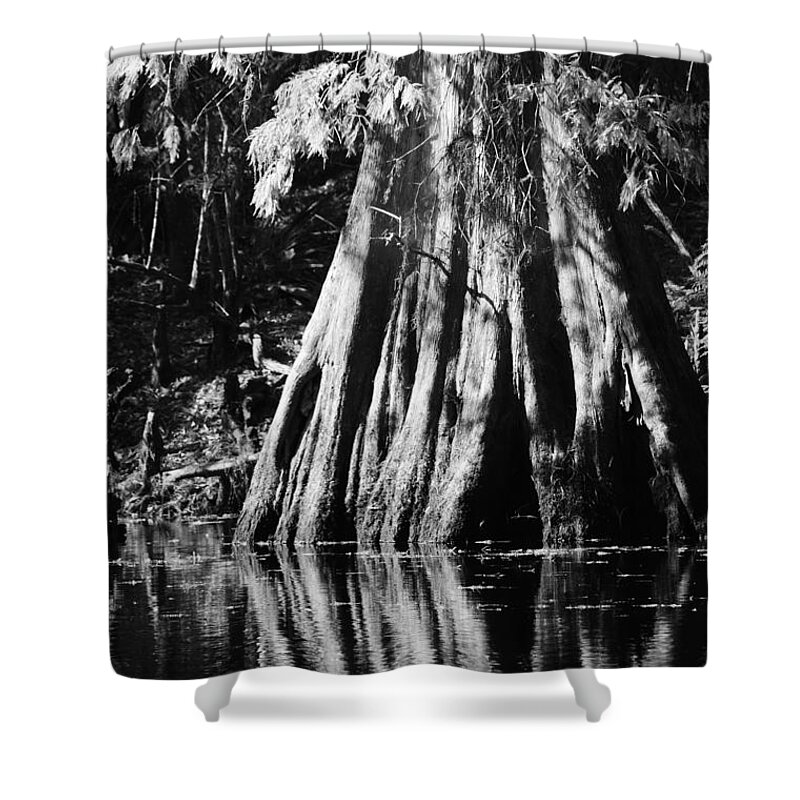 Fall Cypress Macro Bw Shower Curtain featuring the photograph Fall Cypress Macro BW by Warren Thompson