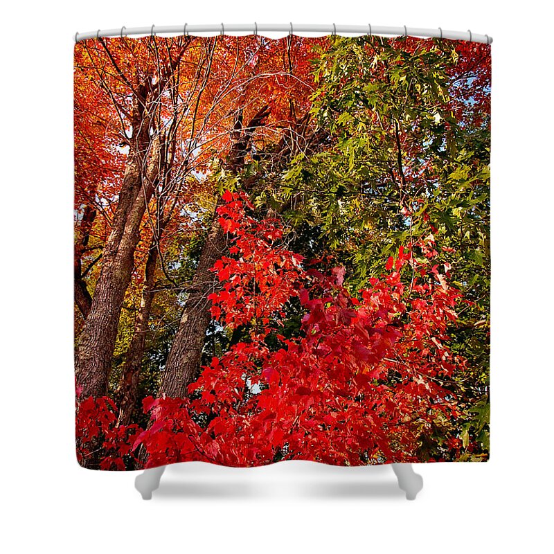 Red Maple Wall Art Print Shower Curtain featuring the photograph Fall Foliage Wall Art by Gwen Gibson