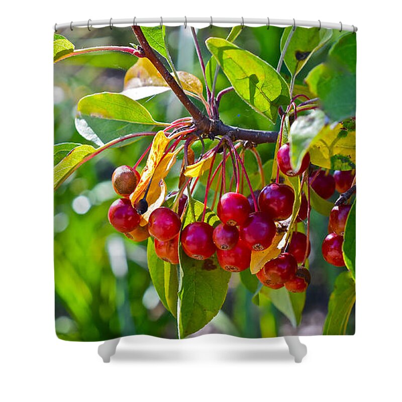 Crabapples Shower Curtain featuring the photograph Fall Gardens Ornamental Crabapples by Janis Senungetuk