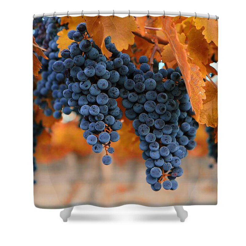 Fall Grapes Fall Colors Shower Curtain featuring the photograph Fall grapes Fall colors by Lynn Hopwood