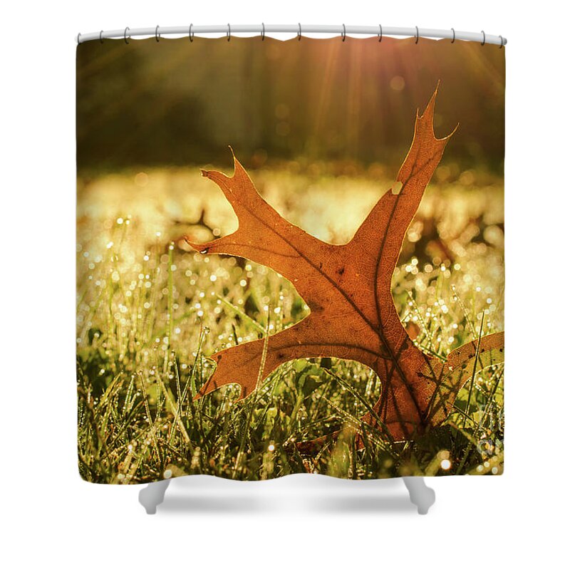 Foliage Shower Curtain featuring the photograph Fall Leaf in Morning Sun Rays Botanical Nature Photograph by PIPA Fine Art - Simply Solid