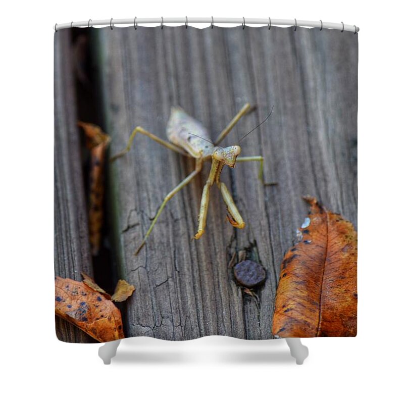 Praying Mantis Shower Curtain featuring the photograph Fall Mantis by Joseph Caban