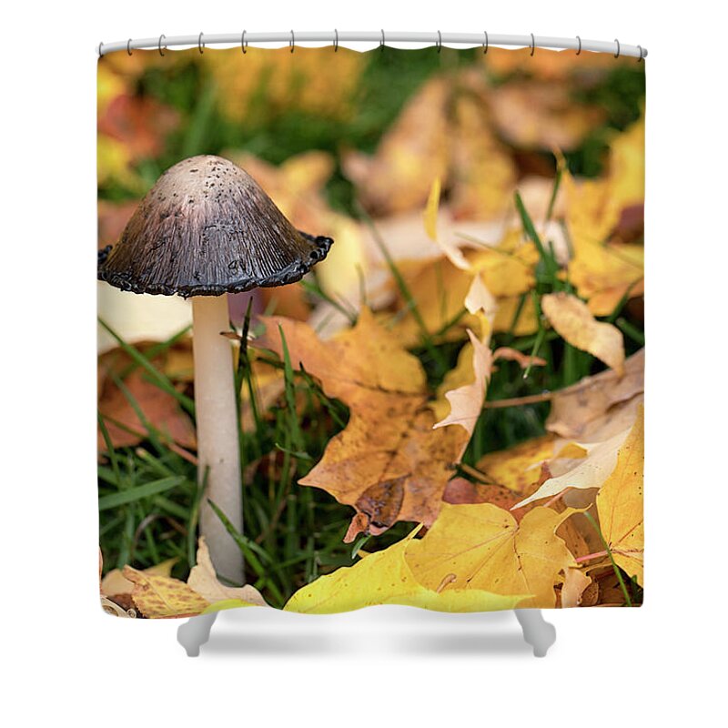 Mushroom Shower Curtain featuring the photograph Fall Mushroom by Eunice Gibb