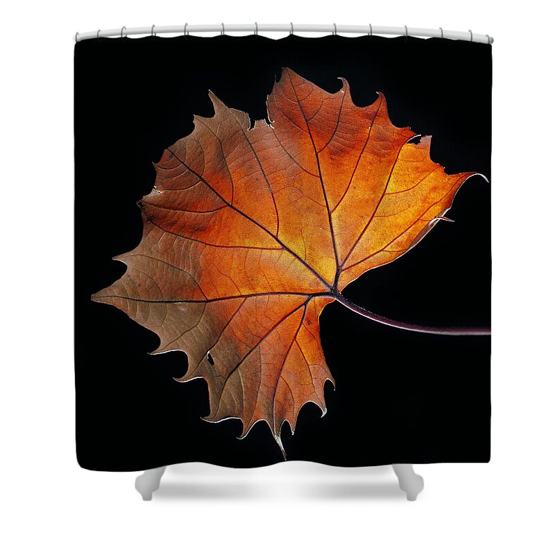 Leaf Shower Curtain featuring the photograph Fall by Robert Och