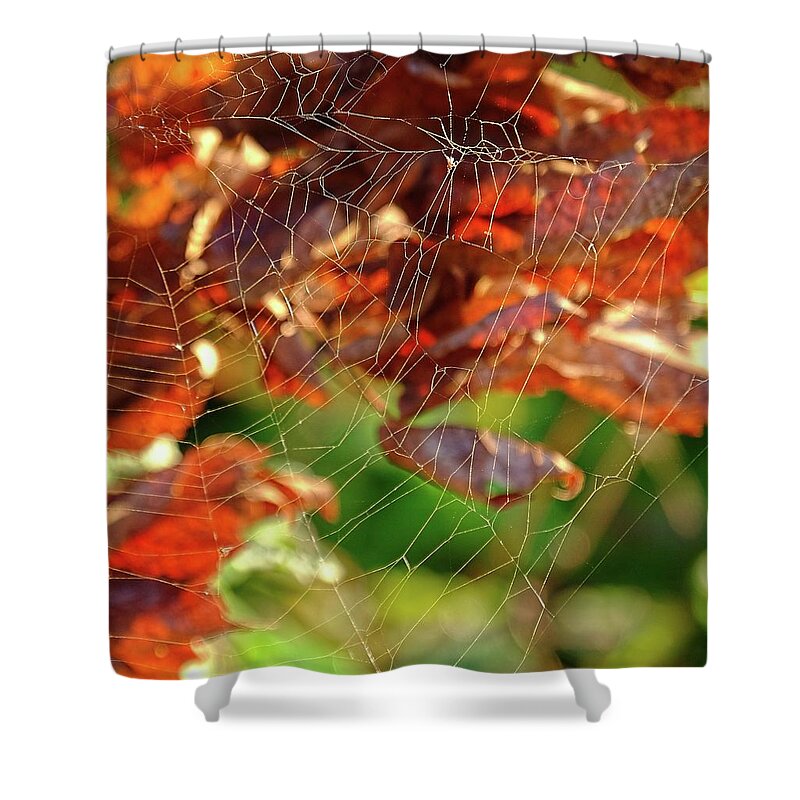 Fall Shower Curtain featuring the photograph Fall Spiderweb by Ronda Ryan