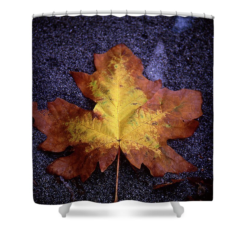 Leaf Shower Curtain featuring the photograph Fallen Leaf by Dan McCool