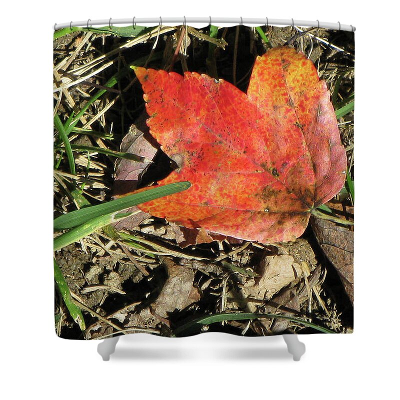 Autumn Shower Curtain featuring the photograph Fallen Leaf by Michele Wilson