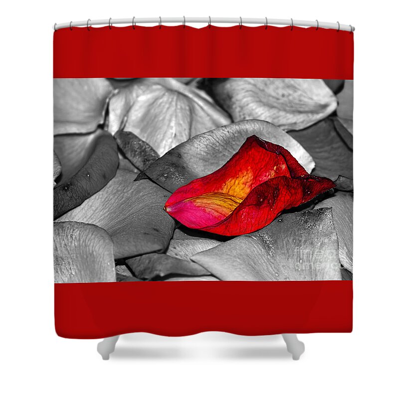 Photography Shower Curtain featuring the photograph Fallen Rose Petals by Kaye Menner by Kaye Menner
