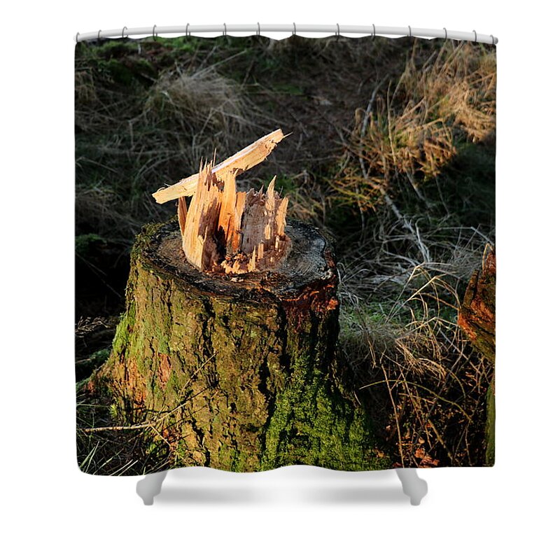 Fallen Tree Shower Curtain featuring the photograph Fallen tree by Lukasz Ryszka