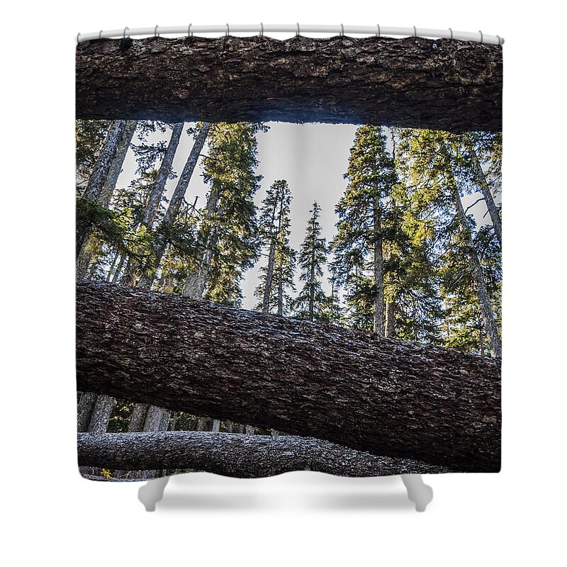 Pacific Shower Curtain featuring the photograph Fallen Trees by Pelo Blanco Photo