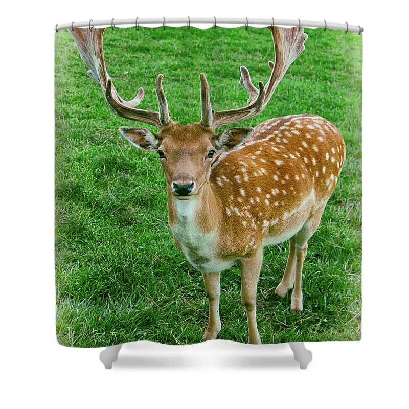 Europe Shower Curtain featuring the photograph Fallow Deer by Kasia Bitner