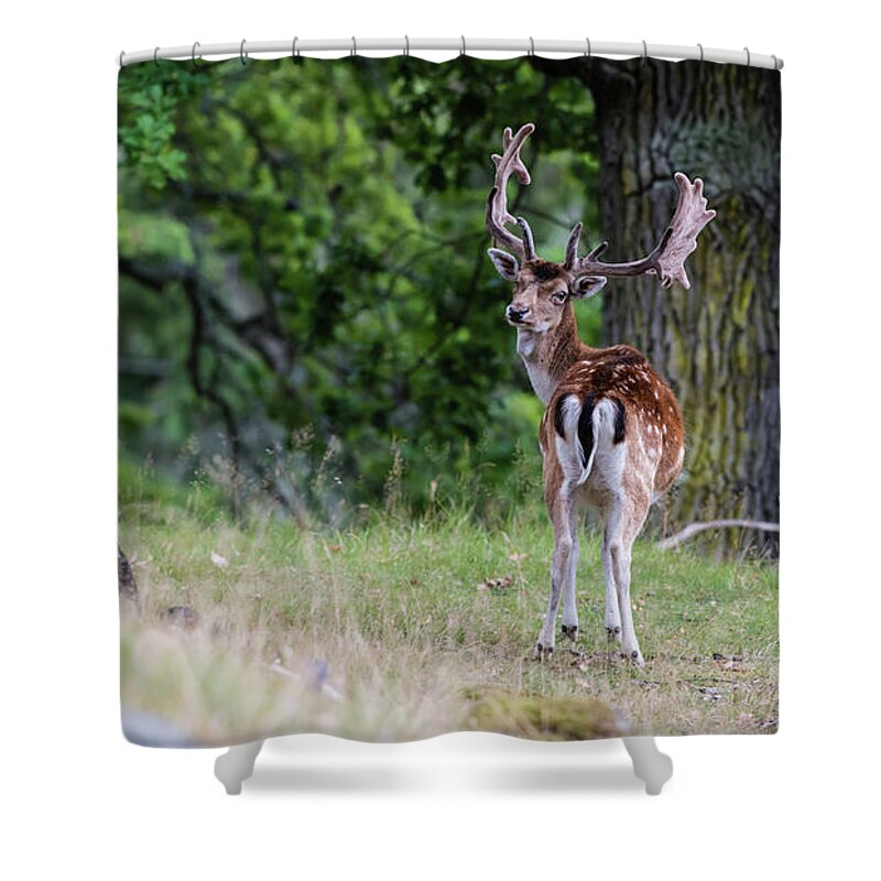 Fallow Deer Shower Curtain featuring the photograph Fallow deer by Torbjorn Swenelius