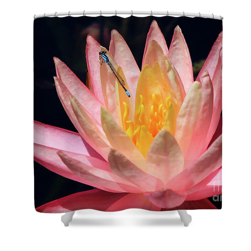 Damselfly. Insect Shower Curtain featuring the photograph Familiar Bluet Damselfly And Lotus 2 by Paula Guttilla