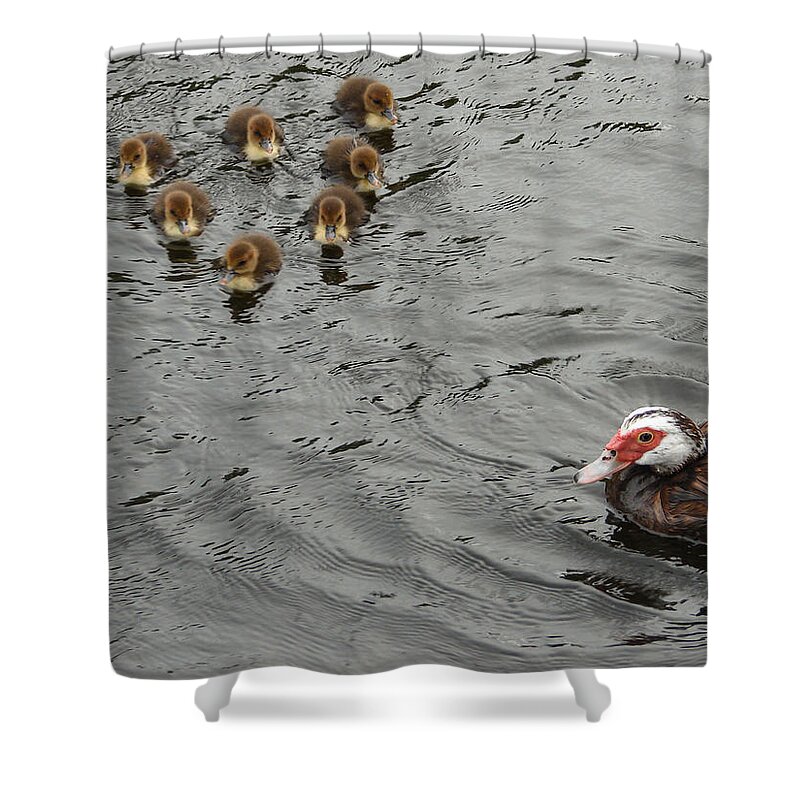 Duck Shower Curtain featuring the photograph Family Gathering by Carl Moore