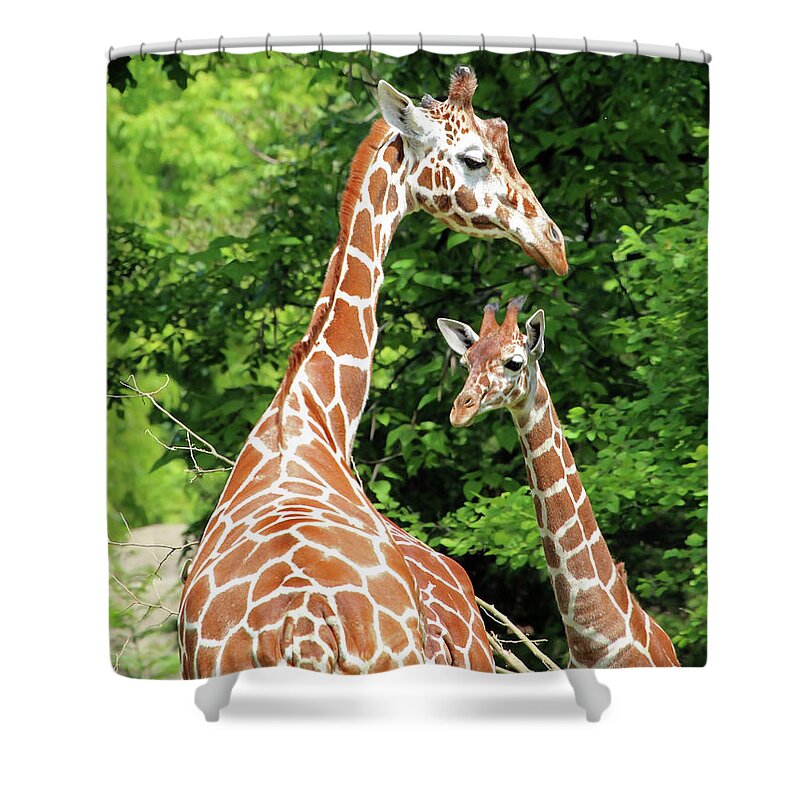 Giraffe Shower Curtain featuring the photograph Family by Jackson Pearson