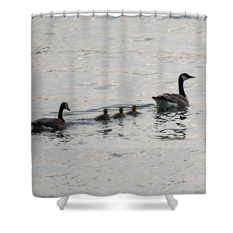 Goose Shower Curtain featuring the photograph Family of Canada Geese on the Ohio River by Holden The Moment
