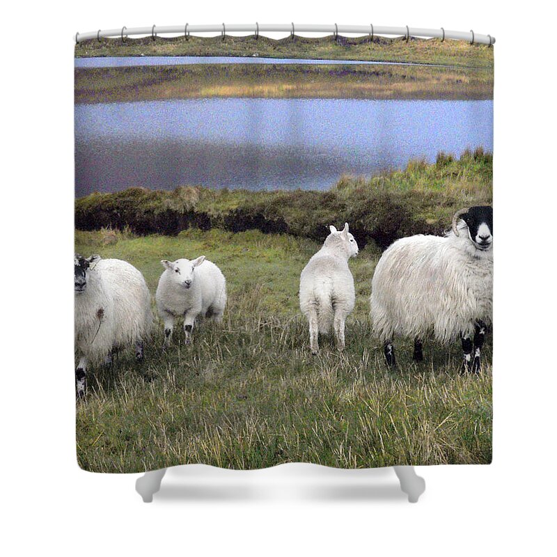 Sheep Shower Curtain featuring the digital art Family of Sheep by Vicki Lea Eggen