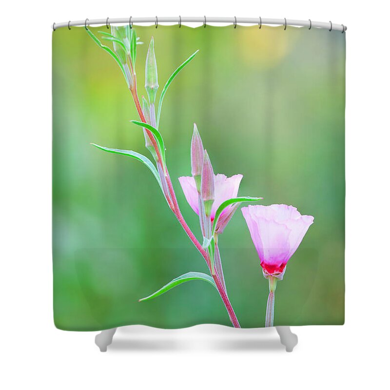 Wildflower Farewell-to-spring Shower Curtain featuring the photograph Farewell to Spring by Ram Vasudev