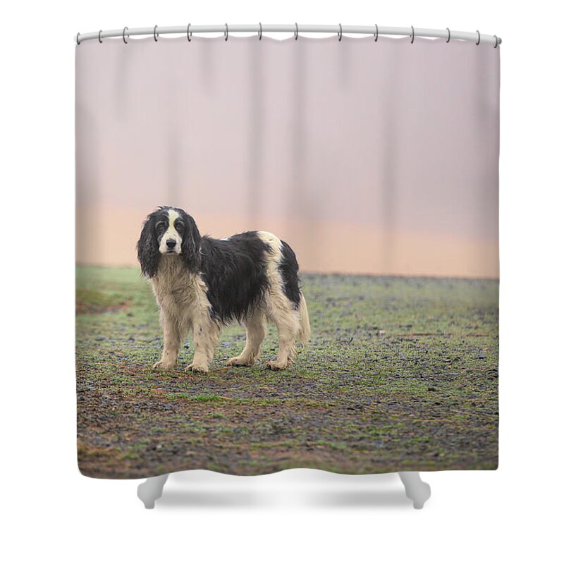 White Shower Curtain featuring the photograph Farm dog in Fog by Jack Nevitt
