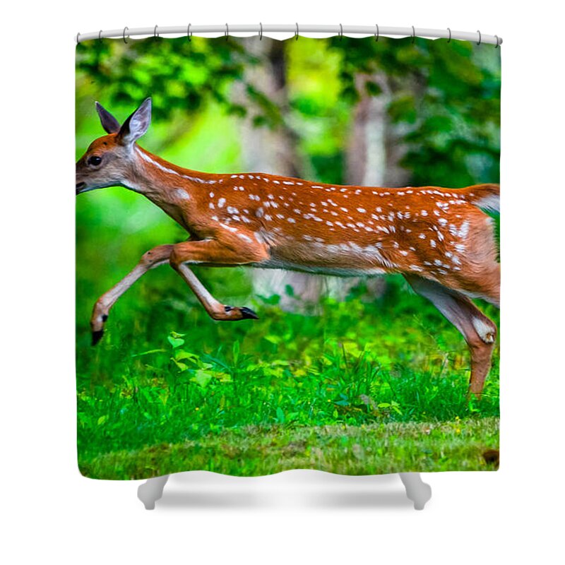  Shower Curtain featuring the photograph Fast Fawn 2 by Brian Stevens