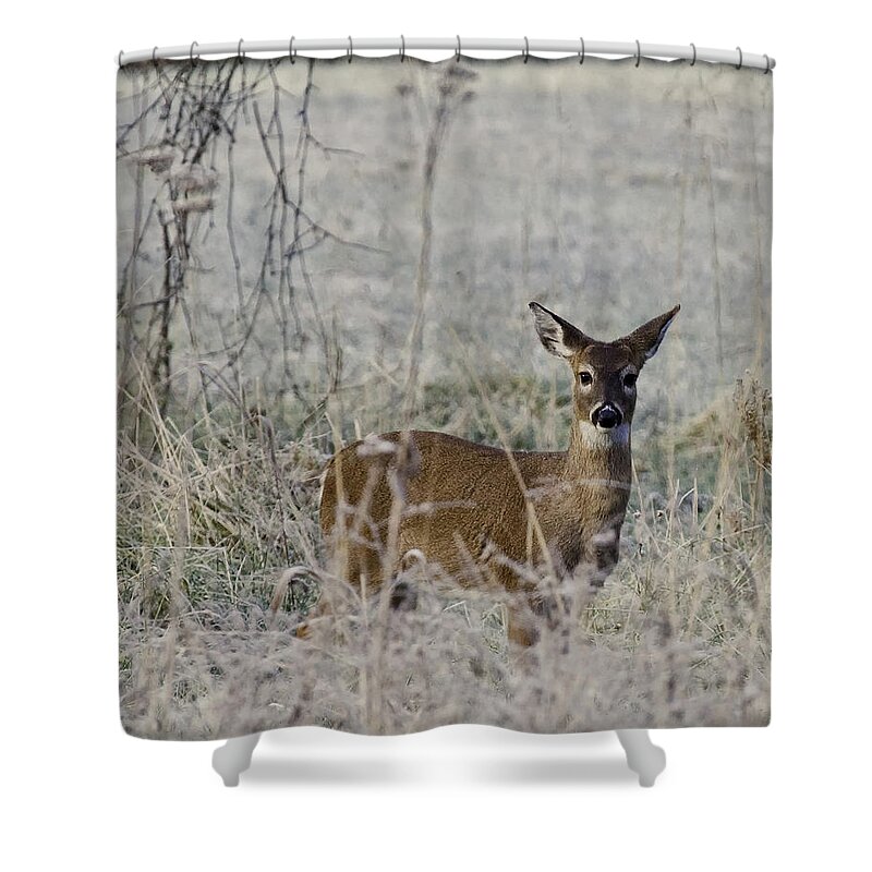 Whitetail Fawn Shower Curtain featuring the photograph Fawn in Frost at Lost Valley by Michael Dougherty
