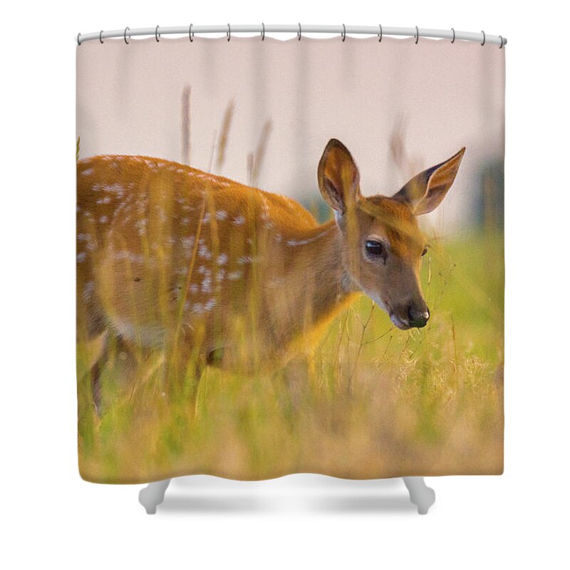 Colorado Shower Curtain featuring the photograph Fawn In Grasslands by John De Bord