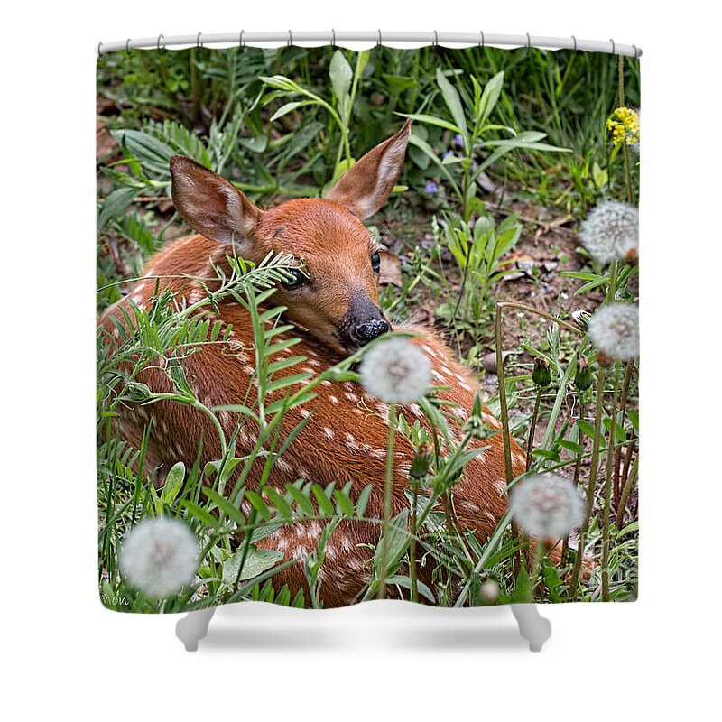 Fawn Shower Curtain featuring the photograph Fawn Resting by Barbara McMahon