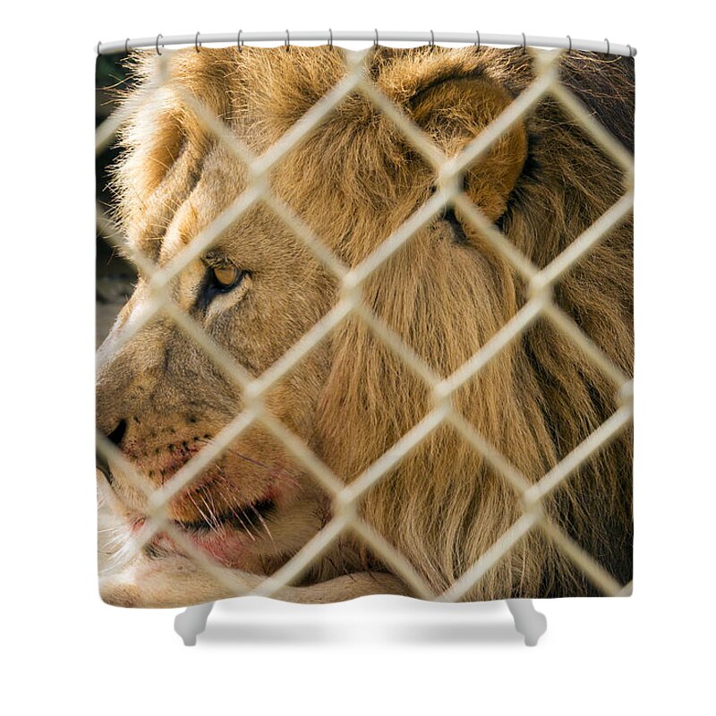Acres Shower Curtain featuring the photograph Feast for a King by Travis Rogers