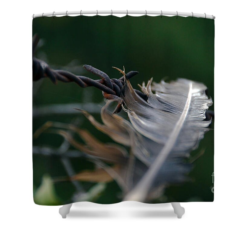 Barbed Wire Shower Curtain featuring the photograph Feather and Barbed Wire by Debby Pueschel