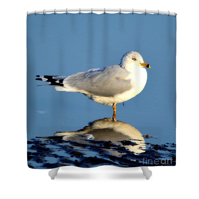 Gull Shower Curtain featuring the photograph Feathered Float by Dani McEvoy
