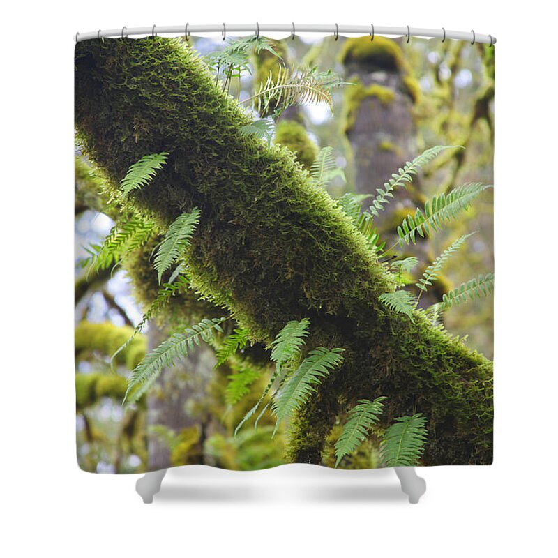 Moss Shower Curtain featuring the photograph Feathered Moss by Tammy Pool