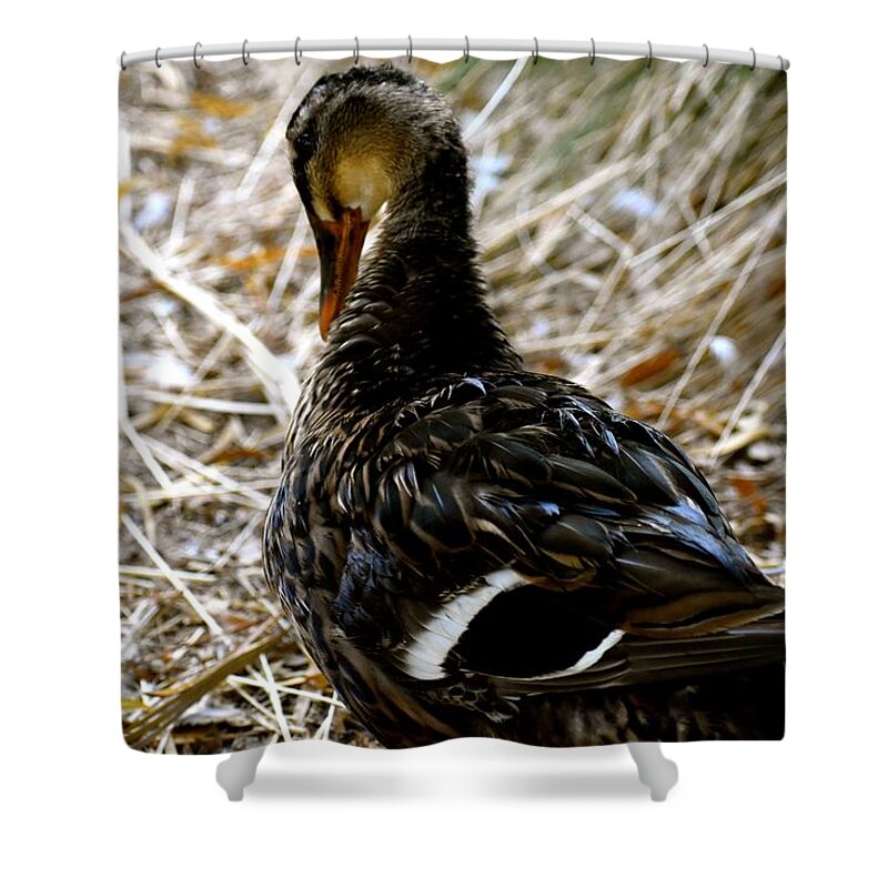 Duck Shower Curtain featuring the photograph Feathers 2 by Melisa Elliott
