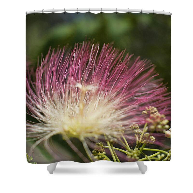 Flower Shower Curtain featuring the photograph Feathery Mimosa Blooms by Cricket Hackmann