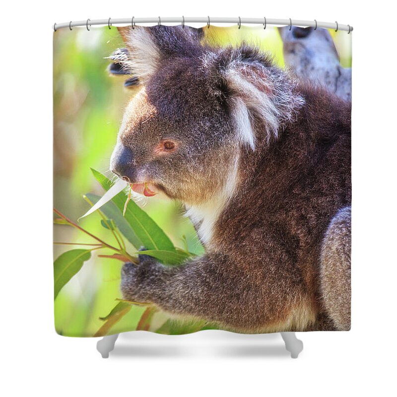 Mad About Wa Shower Curtain featuring the photograph Feed Me, Yanchep National Park by Dave Catley