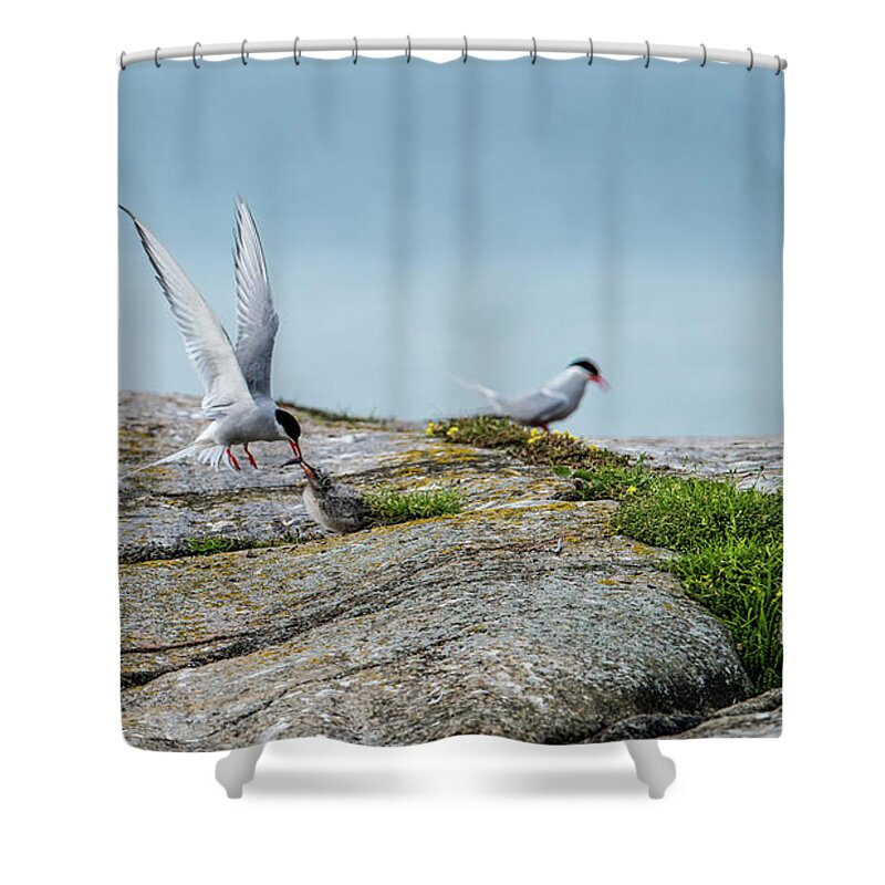 Flying Arctic Tern Shower Curtain featuring the photograph Feeding flying by Torbjorn Swenelius