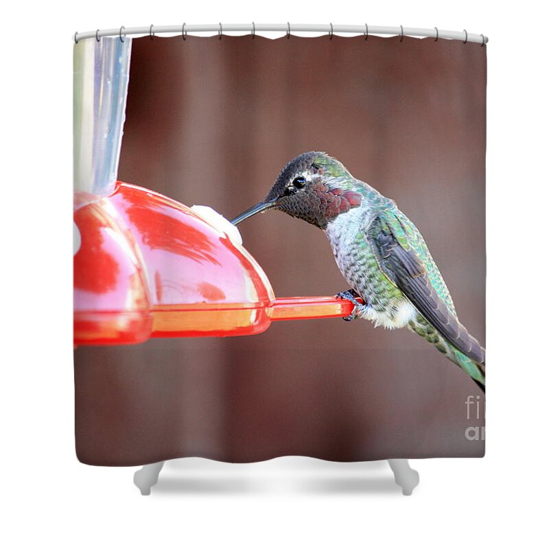 Hummingbird Shower Curtain featuring the photograph Feeding Hummingbird by Carol Groenen