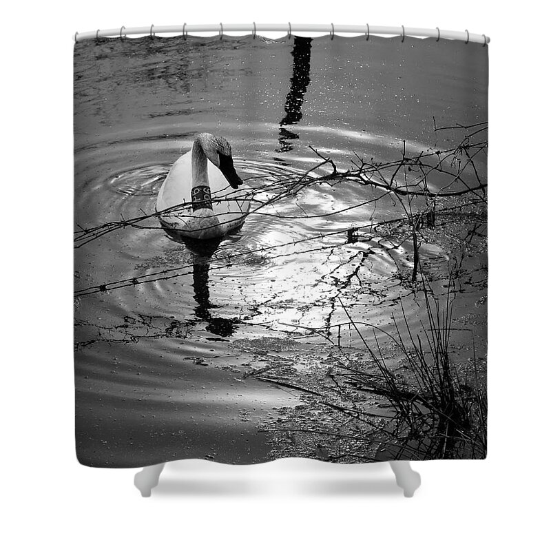 Trumpeter Swan Shower Curtain featuring the photograph Feeding Trumpeter Swan in Black and White by Michael Dougherty